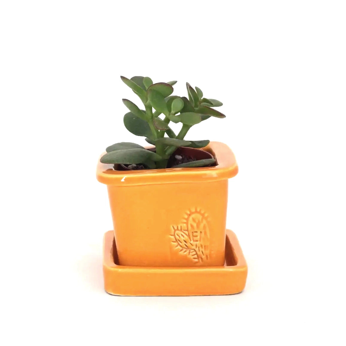 Handcrafted Square Glazed Terracotta Pot - 6cm EM 